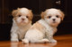 Cariñoso Shih Tzu cachorros - Foto 1