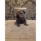 Chunky shar pei cachorros