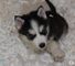 Chupas dulce cachorros husky siberiano en venta