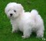 Chupi !!Dulce cachorro Bichon Maltese para usted - Foto 1