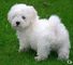 Chupi !!dulce cachorro bichon maltese para usted