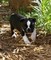 Cute boston terrier puppy para la venta