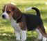 Dulce cachorros beagle tricolores disponible