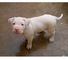 Dulce cachorros dogo argentino en venta