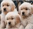Dulce cachorros golden retriever en venta - Foto 1