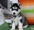 Dulces cachorros siberian husky