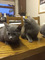 Estupendos gatitos de azul ruso pura raza, machitos y hembritas c - Foto 1