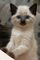 Estupendos gatitos de ragdoll punto azul, - Foto 1