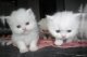 Estupendos gatitos persas muy lindos, machos y hembras disponible