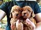 Excelentes cachorritos de caniche toy de color rojo muy lindos,