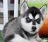 Gorgeous blue eyes siberian husky puppies