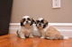 Gratis-1 Hermosa Shih Tzu Girl Pup izquierda - Foto 1