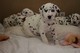 Gratis -1 macho manchado de Dalmatiam cachorro - Foto 1