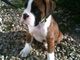 Gratis 11 semanas viejo lindo boxer cachorro listo - Foto 2