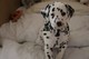 Gratis -5 meses de edad niño Dalmation - Foto 1