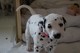 Gratis -5 meses de edad niño dalmation