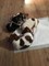 Gratis -A Lovely Lively Mixed Litter - Foto 1