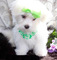 Gratis -Absolutamente Tiny Luxury Maltese Boy Kc Reg - Foto 1