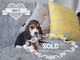 Gratis -adorable litter de bassethound cachorros