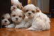Gratis -adorable shitzu cachorros para la venta