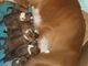 Gratis Amazing Girl Boxer Dogs listo para la adopción libre - Foto 1