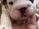 Gratis Amazing Girl Boxer Dogs listo para la adopción libre - Foto 3