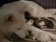 Gratis american akita cachorros listos para la adopción