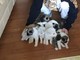 Gratis american akita puppies champion bloodline para su adopción