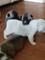 Gratis American Akita Puppies Champion Bloodline para su adopción - Foto 2