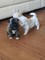 Gratis American Akita Puppies Champion Bloodline para su adopción - Foto 3
