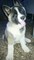 Gratis American Akita Puppy Para adoptoin libre - Foto 2
