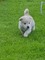 Gratis American Akita Puppy Para su venta es tan adorable para un - Foto 1