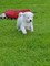 Gratis American Akita Puppy Para su venta es tan adorable para un - Foto 2