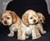 Gratis -american cockapoo puppys para la venta