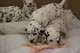 Gratis -Ayuda !! ¿Alguien tiene un Stud Dalmation - Foto 1