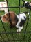 Gratis -Basset Hound cachorro buscando para siempre - Foto 1