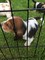 Gratis -basset hound cachorro buscando para siempre