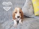 Gratis -basset hound probado stud