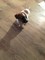 Gratis -Beautiful Jack Russell cachorros - Foto 1