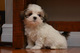 Gratis -Beautiful pequeño tipo Shih Tzu cachorros listos ahora - Foto 1