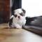 Gratis -Beautiful Shihtzu cachorros listos ahora - Foto 1