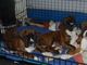 Gratis Boxer At Stud para la adopción libre - Foto 1