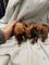 Gratis Boxer Puppies ya está en adopción gratuita - Foto 2