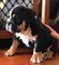 Gratis Bulldog americano X Rottweiler Puppy - Foto 1