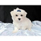 Gratis -Charles-perro maltés excepcional disponible para el perno - Foto 1