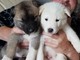 Gratis Chunkey Akita cachorros para la adopción libre - Foto 1