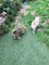 Gratis Chunkey Akita cachorros para la adopción libre - Foto 3