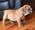 Gratis -chunky american bulldog pups