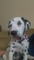 Gratis -Dalmatian cachorros - Foto 1