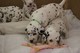 Gratis -Dalmatian cachorros disponibles para su adopción - Foto 1